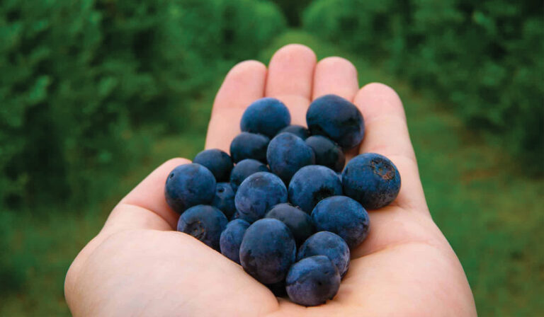Nutritional Therapy in Cancer Care in Leicester